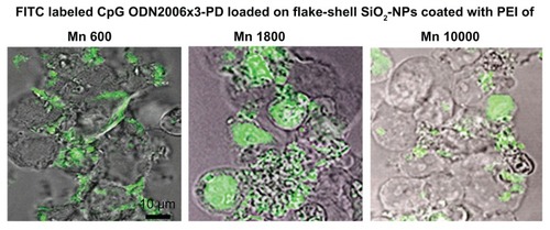Figure 7 Intracellular localization of CpG ODN2006×3-PD delivered by flake-shell SiO2 nanoparticles coated with PEI of Mns 600, 1800, and 10,000. FITC-labeled CpG ODN2006×3-PD was loaded on the SiO2 nanoparticles through PEI.Notes: The loading amount of FITC-labeled CpG ODN2006×3-PD was approximately 100 μg/mg nanoparticles, and the SiO2 nanoparticles were applied to the cells at a concentration of 50 μg/mL. Each image was obtained from a cross-section of cells using confocal laser fluorescence microscopy. Bar = 10 μm.Abbreviations: FITC, fluorescein isothiocyanate; PEI, polyethyleneimine, NPs, nanoparticles; Mn, number-average molecular weight; ODN, oligodeoxynucleotides.