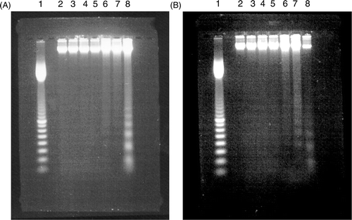Figure 3. Examples of DNA fragmentation shown on agarose gel electrophoresis after (A) heat treatment and (B) TNF-α treatment in L929 cells. Lane 1: 100 bp marker, lanes 2-8 represent control, 0 h,3.5 h, 6 h, 9 h, 12 h, 24 h after the treatment, respectively. The data are representatives of three independent experiments.