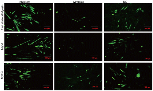 Fig. 3. The role of miR-143-3p during C2C12 myoblast differentiation.