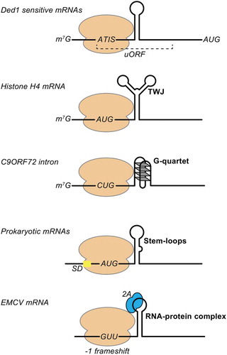 Figure 1. Examples of mRNAs that are translated by the START mechanism. In yeast, Ded1 sensitive mRNAs contain uORF that begin with an Alternative Initiation Site (ATIS). Secondary RNA structures downstream of ATIS stall the scanning complex and trigger translation initiation on ATIS [Citation5]. In metazoan histone H4 mRNA, a highly stable Three Way Junction (TWJ) positions the AUG start codon in the P site of the ribosome [Citation6,Citation10]. In ALS/FTD patients, C9ORF72 transcripts contained G4C2 repeats that fold into highly stable G-quartet structures. The G-quadruplexes stall the scanning complex and forces translation initiation on the near-cognate CUG codon [Citation7]. In some prokaryotic mRNAs, the ribosome is positioned on the AUG start codon by an upstream interaction between the 16S rRNA with the Shine-Dalgarno (SD) sequence and by a stable hairpin downstream of the AUG. Small regulatory RNAs regulate the folding of the downstream hairpins [Citation8]. During viral translation of EMCV genome, an RNA-protein complex formed by the viral protease 2A bound to a stem-loop structure guides the ribosome for −1 programmed frameshifting [Citation9].