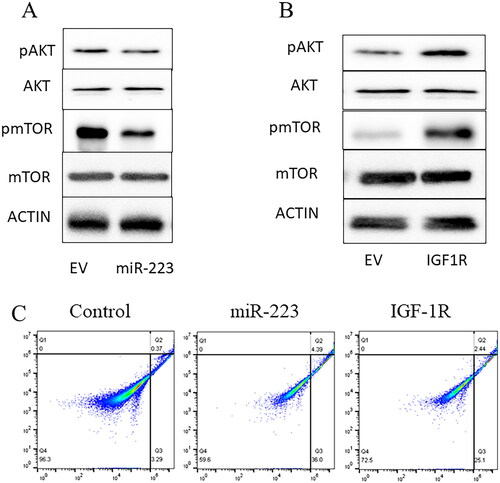 Figure 4. MiR-223 inhibits IGFR-1R/AKT/mTOR signaling pathway.A. Western blot for AKT/mTOR signaling pathway in A549 overexpressing miR-223, using actin as the loading control. B. Western blot for AKT/mTOR signaling pathway in A549 overexpressing IGF-1R, using actin as the loading control. EV: empty vector. Each experiment was repeated at least 3 times. C. A549 apoptosis rate was detected by flow cytometry. Non-exosomes treated A549 cells used as control group. The miR-223 picture stands for the apoptosis rate of miR-223 overexpressed A549 cells and IGF-1R picture stands for the apoptosis rate of IFG-1R and miR-223 overexpressed A549 cells. The apoptosis rate was calculated by Q2 + Q3.