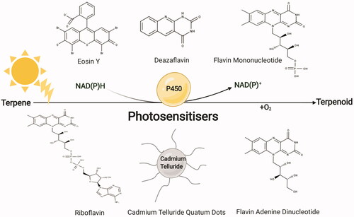 Figure 7. Schematic of photochemical-mediated P450 catalysis in in vitro systems for terpenoids synthesis. Photosensitisers are light-harvesting units that provide electrons to P450 enzymes for biosynthesis. MarvinSketch 20.17.0 was used for displaying the chemical structures, ChemAxon (https://www.chemaxon.com). Figure created with BioRender.com.