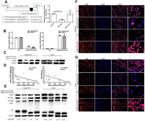 Figure 2 MiRNA-223-3p down-regulated CHUK expression and repressed NF-ƘB2 pathway activation. (A) Dual-luciferase reporter assay was used to confirm the regulating effect of miRNA-223-3p on CHUK in HEK293T cells (***p<0.001, t-test). MiRNA-223-3p binding sequences in the 3ʹUTR of CHUK mRNA and corresponding mutants sequences are indicated. (B) CHUK mRNA levels were significantly decreased in miRNA-223-3p OE cells and increased in miRNA-223-3p KD cells (**p<0.01, ***p<0.001, t-test). (C) The effects of miRNA-223-3p OE and miRNA-223-3p KD on CHUK protein expression according to Western blot in Granta-519 and Jeko-1 cells. (D) The correlation between miRNA-223-3p expression and CHUK mRNA expression or the level of NF-ƘB2 p100 processing into p52 was analyzed by Spearman correlation analysis (n=14). (E–G) The effects of miRNA-223-3p overexpression and knockdown on NF-ƘB2 pathway activation detected by Western blot and immunofluorescence in Granta-519 and Jeko-1 cells. Cells were treated with CD40L to stimulate the NF-ƘB2 pathway, then the protein expression level of CHUK, phospho-CHUK and the level of NF-ƘB2 p100 processing into p52 were examined by Western blot and nuclear translocation of RelB were determined by immunofluorescence. β-actin was used as a loading control in Western blot.Abbreviations: WT, wild type; Mut, mutant; 3ʹUTR, 3ʹuntranslated region; NC, negative control; OE, overexpression; KD, knockdown; DAPI, 4ʹ,6-diamidino-2- phenylimndole.