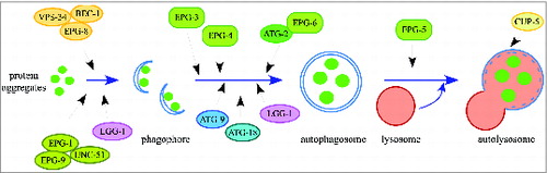 Figure 1. The hierarchical order of autophagy genes in the aggrephagy pathway.