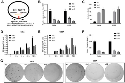 Figure 2 Knockdown of circ_103973 promoted CC cell apoptosis and inhibited CC cell proliferation in vitro. (A) Schematic diagram showing the target sites of circ_103973 shRNAs. (B) Knockdown efficiency of circ_103973 shRNAs (shRNA1 and shRNA2) in HeLa and C33A cells was evaluated by qRT-PCR. (C) Apoptosis rate of HeLa and C33A cells transfected with circ_103973 shRNAs (shRNA1 and shRNA2) and NC. (D and E) Cell viability was examined in circ_103973 shRNAs (shRNA1 and shRNA2) and NC-treated HeLa and C33A cells by MTT assay. (F and G) Colony formation assay was performed to assess the effects of circ_103973 shRNAs (shRNA1 and shRNA2) on cell proliferation of HeLa and C33A cells. *P < 0.05.