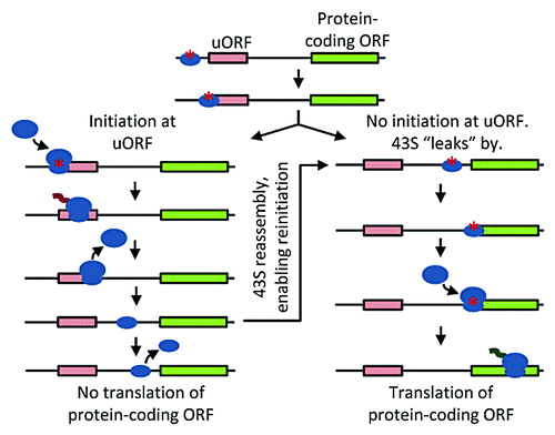 Figure 3. Schematic of leaky scanning and reinitiation. 43S complex loaded with tRNA plus initiation factors and primed for initiation, small blue oval with red asterisk; 40S subunit not competent for initiation, small blue oval without asterisk; 60S subunit, large blue oval; ORFs, rectangles; squiggle represents ongoing translation.