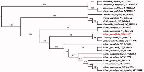 Figure 1. Phylogenetic relationships among 22 complete chloroplast genomes of Ulmaceae. Elaeagnus multiflora, Elaeagnus umbellata, Rhamnus taquetii and Rhamnus heterophylla were used as outgroups. The bootstrap supported the values shown at the branches.