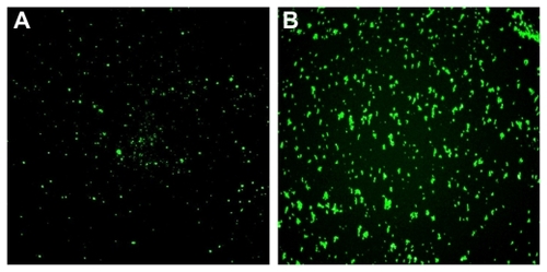 Figure 3 Fluorescence microscopy of nanoparticles-fluorescein isothiocyanate (NPs-FITC) and NPs(FITC) in solution. The sizes for the two types of particles are 212 nm (magnification 600×).