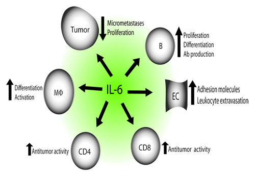 Figure 4. Cancer-suppressive properties of IL-6. IL-6 stimulates B-cell proliferation, differentiation as well as antibody production and it influences macrophage differentiation and activation. Treatment of mice with IL-6 may induce regression of established micrometastases in liver and lungs in a process which requires both CD4+ and CD8+ T cells. Immunization of mice with IL-6-transfected carcinoma cells may generate high levels of tumor-specific CD8+ T cells and functions as an efficient prophylactic and therapeutic cancer vaccine. Fibrosarcoma cells transduced with IL-6 exhibit reduced tumorigenicity, increased immunogenicity and decreased metastatic potential. IL-6 may increase CD8+ T cell trafficking to tumors by affecting endothelial cells and it inhibits proliferation of human acute myeloid leukemia, B-chronic lymphocytic leukemia and early-stage melanoma cells.