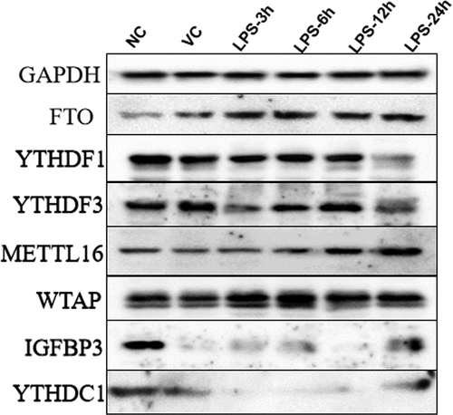 Figure 5. The protein expression of METTL16, WTAP, FTO, YTHDF1, YTHDF3, YTHDC1 and IGFBP3 in the lung tissue samples of ARDS mouse in NC, VC, LPS-3 h, LPS-6 h, LPS-12 h and LPS-24 h groups.