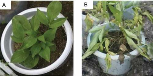 Fig. 1 (Colour online) Above-ground symptoms on Atractylodes macrocephala 14 d after inoculation with Fusarium oxysporum. Control (a) and inoculated (b) plants are shown