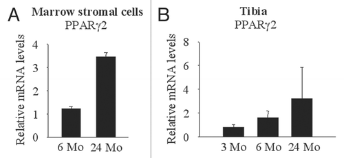 Figure 1 Aging-related increase in PPARγ2 expression in bone marrow stromal cells. (A) Bone marrow stromal cells were collected from adult (6 months old) and old (24 months old) mice and expanded. PPARγ2 expression was measured by real-time PCR. PPARγ2 expression was enhanced in cells from old mice compared to those from adult mice. (B) RNA was extracted from tibia of young (3 mo), adult (6 mo) and old (24 mo) mice. PPARγ2 expression was measured by real-time PCR.