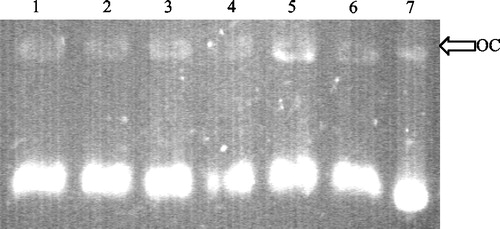 Figure 2 DNA-topoisomerase I mediated DNA cleavage: 1. Topo I+ pRYG DNA+50 μM aucubin. 2. Topo I+ pRYG DNA+100 μM aucubin. 3. Topo I+ pRYG DNA+50 μM geniposide. 4. Topo I+ pRYG DNA+100 μM geniposide. 5. Topo I+ pRYG DNA+100 μM camptothecin. 6. Topo I+ pRYG DNA 7. pRYG DNA.
