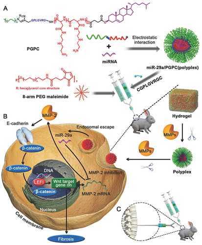 Figure 3 (A) Schematic illustration for formation of miRNA/PGPC polyplex micelles. (B) Encapsulation of miRNA/PGPC polyplexes in PEG hydrogels in an injectable manner and molecular mechanism of MMP-2 silence in nucleus pulposus cells for fibrosis inhibition. (C) Injection sites in the IVDs of rabbits. Reprinted from Feng G, Zha Z, Huang Y, et al. Sustained and Bioresponsive Two-Stage Delivery of Therapeutic miRNA via Polyplex Micelle-Loaded Injectable Hydrogels for Inhibition of Intervertebral Disc Fibrosis. Adv Healthc Mater. 2018 Nov;7(21):e1800623. VCH Verlag GmbH & Co. KGaA, Weinheim.Citation99