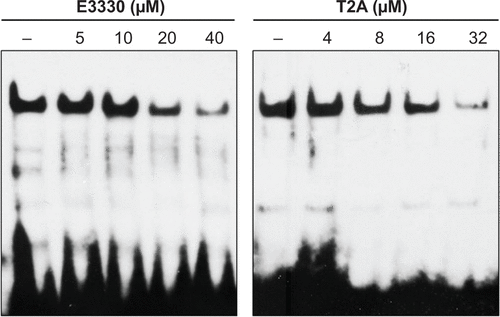 Figure S2 Increasing amounts of E3330 or T2A were incubated for 30 minutes with the nuclear extracts of HeLa cells.