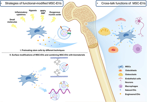 Figure 1 Schematic summary of the cross-talk functions of EVs and EV-based treatment strategies for bone-related diseases. EVs serve as an important communicator between cells and organs related to the skeletal system and regulate cellular function. The strategies of functional-modified EVs for bone-related disease treatment can be summarized into two aspects. First, parental cells can be pretreated with different techniques to improve the properties of EVs. Second, surface modification of EVs and the following combination with different carrier systems enables the targeted delivery and sustained release of EVs, which can optimize and broaden the application of EVs.