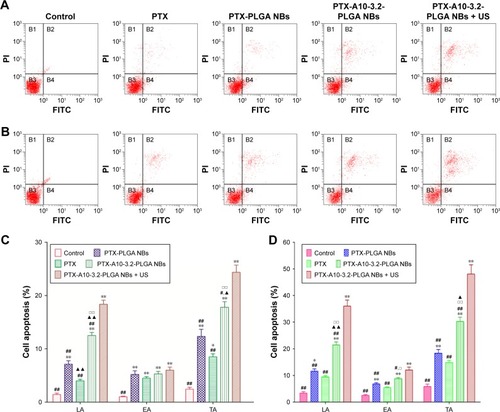 Figure 6 Cell apoptosis is detected by FCM in various groups.Notes: (A and C) 24 h; (B and D) 48 h: control, PTX, PTX-PLGA NBs, PTX-A10-3.2-PLGA NBs and PTX-A10-3.2-PLGA NBs + US. Data are mean ± SD (n=3). Control compared with other groups, *P<0.05, **P<0.01; PTX-A10-3.2-PLGA NBs + US compared with other groups, #P<0.05, ##P<0.01; PTX-PLGA NBs compared with PTX and PTX-A10-3.2-PLGA NBs, ▲P<0.05, ▲▲P<0.01; PTX compared with PTX-A10-3.2-PLGA NBs, □P<0.05, □□P<0.01.Abbreviations: EA, early apoptosis; FCM, flow cytometry; LA, late apoptosis; NBs, nanobubbles; PLGA, poly(lactide-co-glycolic acid); PTX, paclitaxel; TA, total apoptosis; US, ultrasound.