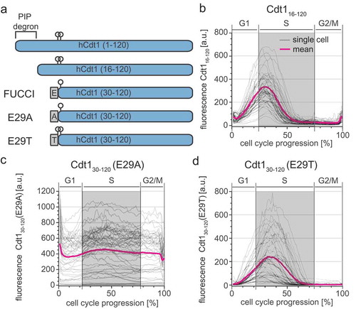 Figure 2. FUCCI Cdt130-120 is a phosphomimetic SCFSkp2 sensor. a) Schematics of the first 120 amino acids of Cdt1 and the four different reporter fragments analyzed in this study. Relevant phosphorylation sites are indicated by circles; linker regions derived from expression vectors are gray rectangles. b) Dynamics of the Cdt116-120-mCherry reporter throughout the cell cycle analyzed as in Figure 1(e). Gray lines are 50 randomly selected cells and the magenta line is the mean signal for the population (n = 52). c) Dynamics of the Cdt130-120 (E29A)-mCherry reporter (50 random traces (gray) and mean of the population (magenta), n = 107). d) Dynamics of the Cdt130-120 (E29T)-mCherry reporter (50 random traces (gray) and mean of the population (magenta), n = 73).