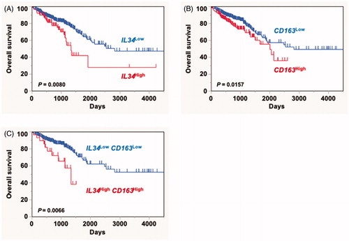 Figure 2. In silico analysis of the correlation IL34 and CD163 expression with poor survival. A Kaplan–Meier analysis showing overall survival in a cohort of colorectal cancer patients (n = 587) registered at TCGA based on IL34 (IL34high (n = 97), IL34low (n = 490)) (A), CD163 (CD163high (n = 201), CD163low (n = 386)) (B), or co-expression of both molecules (IL34high CD163high (n = 32), IL34low CD163low (n = 321)) (C).