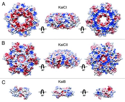 Figure 2. Electrostatic surface potentials (ESPs) of individual rings in S. elongatus KaiC (PDB ID 3DVL) and T. elongatus KaiB (PDB ID 2QKE).Citation19 ESP of (A) the CI ring, (B) the CII ring and (C) KaiB. KaiC rings are viewed from the N terminus, the side and the C terminus (from left to right). KaiB dimer is viewed along the normal to the non-crystallographic dyad (center) and rotated by −90° (left) and +90° (right) around the horizontal axis. The minimum and maximum values of the electrostatic potential are −5 and +5 kT/e, respectively. ESPs were calculated using default parameters of APBS.Citation40