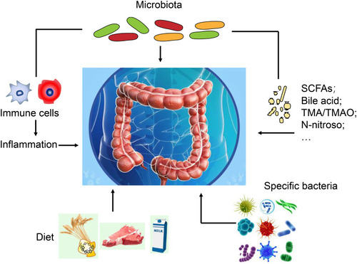 Figure 1 Multidimensional Framework of CRC Evolution. The development of colorectal cancer (CRC) involves a complex interplay between various layers of extrinsic and intrinsic factors. (1) Inflammation represents an important intrinsic factor that promotes carcinogenesis by inducing DNA damage, and reactive oxygen and nitrogen species. (2) Metabolites of intestinal flora can influence intestinal tumorigenesis. (3) Specific bacterial species can influence CRC evolution. (4) Diet can modulate the composition and metabolic activity of the gut microbiota and influence CRC.