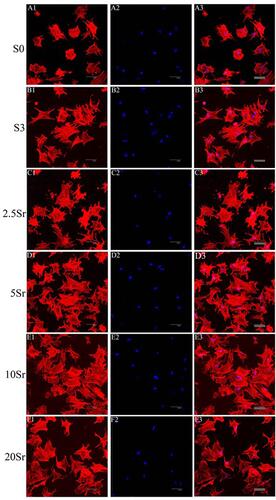 Figure 4 Fluorescence microscopy images of the cells in samples S0, S3, 2.5Sr, 5Sr, 10Sr, and 20Sr after 6 h: red represents the actin cytoskeleton (A1–F1), blue represents the nucleus (A2–F2), and the merged images of the actin cytoskeleton and the nucleus (A3–F3): scale bar=50 μm.