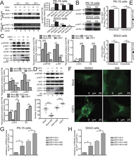 Figure 2. CSFV dysregulates AKT-MTOR signaling in 3D4/2 and PK-15 cells to induce autophagy. (A) 3D4/2 and PK-15 cells were infected with CSFV at an MOI of 1 or mock-infected. At 6, 12 and 24 hpi, cell samples were analyzed by immunoblotting with antibodies against p-AKT and ACTB (loading control). The level of protein was quantified using Image-Pro Plus. Error bars indicate the mean (± SD) of 3 independent experiments. *, P < 0.05; **, P < 0.01; and ***, P < 0.001 (one-way ANOVA). (B) 3D4/2 and PK-15 cells were pretreated with INS (100 ng/ml) or DMSO (control) for 24 h, and cell samples were analyzed by immunoblotting with antibodies against p-AKT and ACTB (loading control). (C and D) PK-15 (C) and 3D4/2 (D) cells were pretreated with INS (100 ng/ml) or DMSO (control) for 1.5 h, followed by mock infection and CSFV infection for 1.5 h at an MOI of 1. The host cells were cultured in fresh medium in the presence or absence of INS (100 ng/ml). At 36 hpi, cell samples were analyzed by immunoblotting with antibodies against p-MTOR, LC3B, AKT, p-AKT, CSFV-E2, and ACTB (loading control). The level of protein was quantified using Image-Pro Plus. Error bars indicate the mean (± SD) of 3 independent experiments. *, P < 0.05; **, P < 0.01; and ***, P < 0.001 (one-way ANOVA). (E) 3D4/2 and PK-15 cells were pretreated and infected as described in (C and D). At 48 hpi, both the intracellular and extracellular viral titers were measured by TCID50. Error bars indicate the mean (± SD) of 3 independent experiments. *, P < 0.05; **, P < 0.01; and ***, P < 0.001 (one-way ANOVA). (F) PK-15 cells were pretreated and infected as described in (C). At 48 hpi, the cells were fixed and processed for indirect immunofluorescence using antibodies against LC3B, followed by the corresponding secondary antibodies conjugated to Alexa Fluor 488 as described in the Materials and Methods. The LC3 fluorescence signals were analyzed by confocal immunofluorescence microscopy. In the images, LC3 staining is shown in green. Scale bar: 25 µm. The average number of LC3 puncta per cell from at least 20 cells in each group. Error bars indicate the mean (± SD) of 3 independent experiments. *, P < 0.05; **, P < 0.01; and ***, P < 0.001 (one-way ANOVA). (G and H) PK-15 (G) and 3D4/2 (H) cells were pretreated with INS (100 ng/ml) or DMSO (control) for 1.5 h, followed by CSFV adsorption for 1.5 h at an MOI of 1. The host cells were further cultured in fresh medium in the presence of INS (100 ng/ml) or DMSO (control). At 24 and 48 hpi, the mRNA level of Npro (CSFV) were detected by qRT-PCR as described in Materials and Methods