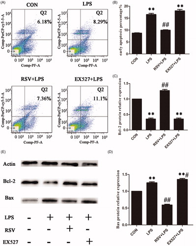 Figure 9. Effects of SIRT1 on LPS-induced apoptosis in INS-1 Cells. Incubated INS-1 cells with 1 mg/L LPS for 24 h induced a significant increase in apoptosis. Pretreated INS-1 cells with 10 µmol/L RSV alleviated LPS-induced apoptosis. A. Effects of SIRT1 activation on LPS-induced apoptosis in INS-1 cells by flow cytometry. B. The histogram was based on the statistical results from flow cytometry. C–E. Detection of apoptotic protein expression by western blot. More than three individual experiments were implemented in each group. ** p < .01 vs. control. # p < .05, ## p < .01 vs. LPS group.
