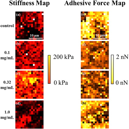 Figure 8. Young’s modulus map results represented as a heat map: (a) without NRL nanoparticles (control) and NRL loading spheroid with concentration of (b) 0.1 mg/mL, (c) 0.32 mg/mL, and (d) 1.0 mg/mL obtained from the selected 20 × 20 µm2 area. Adhesive force map results represented as a heat map: (e) control and NRL-loading spheroid with concentration of (f) 0.1 mg/mL, (g) 0.32 mg/mL, and (h) 1.0 mg/mL obtained from the selected 20 × 20 µm2 area.