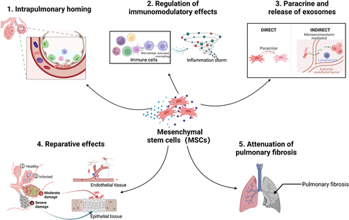 Figure 3 The mechanisms by which mesenchymal stem cell therapy improves acute respiratory distress syndrome. Several mechanisms by which mesenchymal stem cells are used to treat acute respiratory distress syndrome, including homing to the intrapulmonary injury site, regulation of immune and inflammatory cells, repair of damaged tissues, and inhibition of lung fibrosis. (Created using BioRender.com).