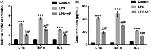 Figure 2. Impact of AP on the productions of pro-inflammatory cytokines in HT22 cells with LPS administration. HT22 cells were preconditioned with 80 μg/mL AP prior to dispose with LPS (1 μg/mL), (A) the mRNA levels and (B) concentrations of IL-1β, TNF-α and IL-6 were tested through RT-qPCR and ELISA. ***p < .001 vs Control; ###p < .001 vs LPS group.