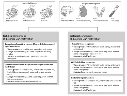 Figure 1. Schematic of analyses performed.