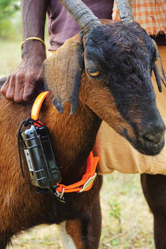 Figure 2. Goat with GPS collar