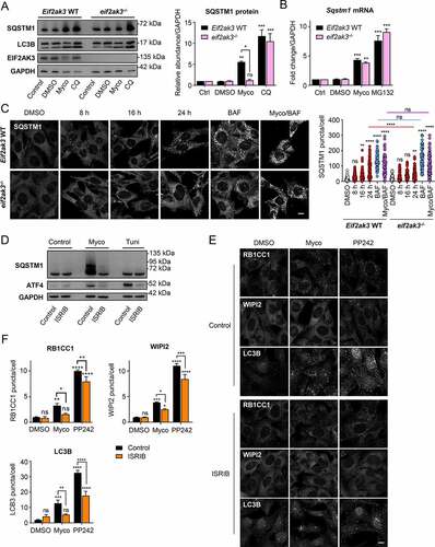 Figure 6. Mycolactone-induced autophagy markers are dependent on the integrated stress response.