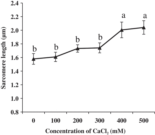 Figure 5. Changes of sarcomere length of the longissimus lumborum (LL) muscle fibers treated with CaCl2. Values with different letters are significantly different among the concentrations (P < 0.05).