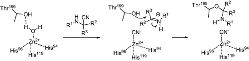 Scheme 1. Hypothetical mechanism of inhibitory action of Strecker-type α-aminonitriles toward CA.