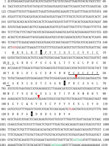 Figure 2. The full-length cDNA and deduced amino acid sequences of PfIGFBP5. The red arrowheads mark the intron-exon boundaries in the PfIGFBP5 gene. Phosphorylation sites are marked with shadow. The characteristic GCGCCXXC motif is underlined. The poly A signal sequence is italicized. Two putative polyadenylation signals are in green.