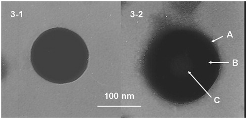 Figure 3. TEM images of the structural morphology of the LBL-LA/NLCs and LA/NLCs.