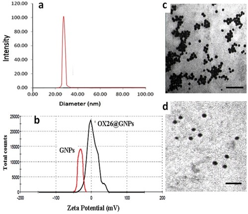Figure 2 Physiochemical characterization of GNPs. (A) Particle size analysis of OX26@GNPs using dynamic light scattering (DLS), (B) Zeta potential distribution of GNPs along with OX26@GNPs. TEM images of (C) GNPs (scale bar 200 nm) and (D) OX26@GNPs (scale bar 100 nm).