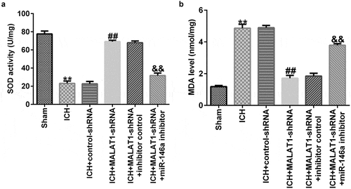 Figure 4. Downregulation of long noncoding RNA MALAT1 suppressed oxidative stress in intracerebral hemorrhage rats.