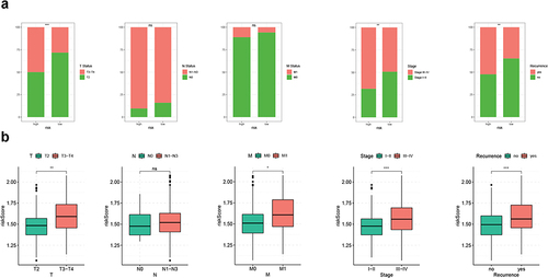 Figure 7 Clinical correlation analysis of CRGS risk score signature in the ACRG cohort (GSE62254). (a) Bar plots showing the frequencies of different clinical features in high- and low-risk patients. (b) Boxplots showing risk score differences in different T status, N status, M status, tumor stage and recurrence status subgroups. Statistical significance: *P<0.05; **P<0.01; ***P<0.001.