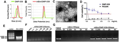 Figure 1 Characterization of the DMP-039/mRNA complex. (A) Size distribution of DMP-039 and mBim/DMP-039. (B) Zeta potential of DMP-039 and mBim/DMP-039. (C) Transmission electron microscopy (TEM) photomicrographs of DMP-039 stained by phosphotungstic acid solution (scale bar: 400 nm). (D) Cell viability assay of DMP-039 and PEI25K on 293T cells. (E) In vitro transcribed murine Bim mRNA (mBim) resolved by electrophoresis. (F) Gel retarding assay of the DMP-039/mRNA complex. (G) RNase protection assay of the mBim/DMP-039 complex.