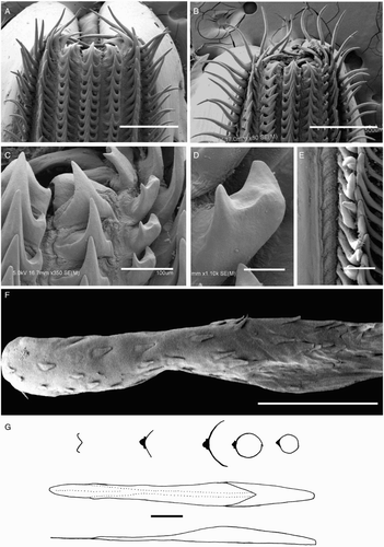 Figure 33 Mastigopsis hjorti. A, E, NMNZ M.172921, ♀, ML 142* mm; B–D, F, G, H, M.172986, ♂, ML 78* mm. A, Radula; B, asymmetrical radula; C, asymmetrical radula rachidian, first lateral tooth, and additional tooth; D, additional tooth of asymmetrical radula; E, radula margin; F, palatine palp; G, gladius. Scale bars = A, B, 500 µm; C, E, 100 µm; D, 20 µm; F, 1 mm; G, 10 mm.