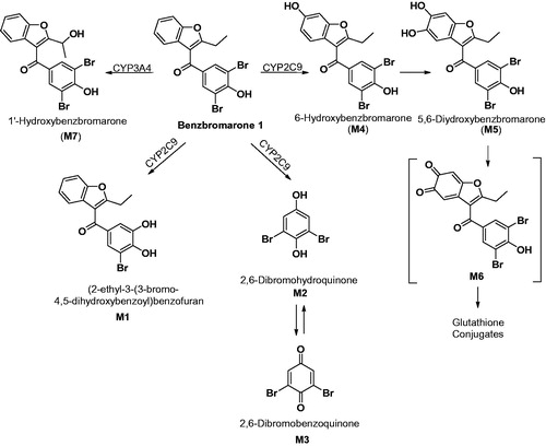 Figure 1. Metabolic Scheme of benzbromarone in rat and human liver microsomal systems (Kitagawara et al., Citation2015). Metabolites M4, M5 and M6 were previously reported (McDonald & Rettie, Citation2007; Kobayashi et al., Citation2012).