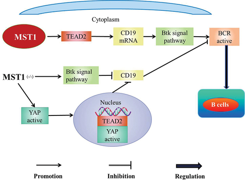 Figure 3. MST1-Btk pathway.