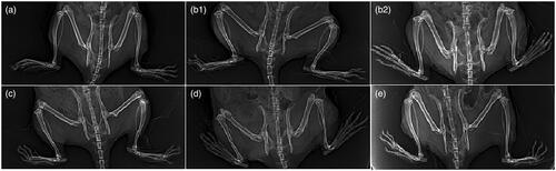 Figure 3. Radiological changes of joints. (a) Normal control group. (b1 and b2) Arthritis control group showing foot deformity, marked knee joint space narrowing and osteopenia. (c) Methotrexate-treated group showing normal joint space, but mild foot deformity. (d) Oral FVS-treated group showing mild narrowing of joint space, mild foot deformity and osteophytes. (e) FVS-loaded SNVs gel-treated group showing relative narrowing of knee joint space with mild foot deformity without osteopenia or osteophytes.