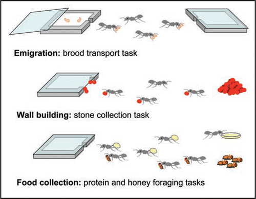 Figure 2 Are multi-taskers less efficient than specialist ant workers? In a recent study testing the adaptiveness of task specialization in Temnothorax albipennis ants,Citation13 each colony was subjected to three treatments. (A) The glass cover of the artificial nest was removed, exposing the ants and brood. At the same time, another nest with glass cover was placed 10 cm away from the original nest. The workers had to move the brood from the unsuitable, uncovered, nest toward the new, covered, nest. (B) The front wall of the nest was removed and a pile of small stones was left at the ants' disposal in the foraging area. The workers could carry the stones to their nest entrance so as to build a wall with a smaller opening. (C) The colonies were starved for two weeks and then provided with diluted honey solution and dead Drosophila flies in the foraging area. There was no significant difference in performance between specialists (performing only one task) and generalists (performing two, three or even all four tasks), for any of the tasks tested.