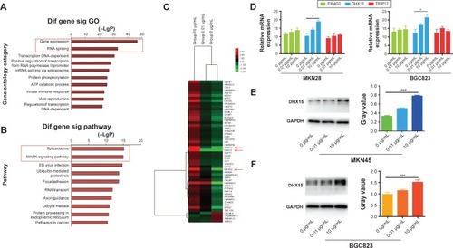 Figure 3 CNPs increased the expression of DHX15.Notes: (A) GO analysis of the microarray data. (B) Pathway analysis of the microarray data. The red panel shows the most significantly altered genes. (C) The dendrogram of the microarray data. Red arrows indicate the most highly expressed genes according to an analysis of the results. (D) The expression levels of DHX15, EIF4G2, and TRIP12 in gastric cancer cells that were cocultured with different concentrations of CNPs. Levels were detected in both MKN28 and BGC823 cells using qRT-PCR. Each data point represents the mean ± standard deviation (n=3). *P<0.05, compared to the 0 µg/mL group. (E) Western blot assays showing the expression of DHX15 in MKN28 cells. A gray value analysis shows each value in the blot. ***P<0.001, compared to the 0 µg/mL group. Each data point represents the mean ± standard deviation (n=3). (F) Western blot assays showing the expression of DHX15 in BGC823 cells. A gray value analysis shows each value in the blot. ***P<0.001, compared to the 0 µg/mL group. Each data point represents the mean ± standard deviation (n=3). Western blot assays showing the expression of DHX15 in MKN28 cells and BGC823 cells. A gray value analysis shows each value in the blot (E and F). ***P<0.001, compared to the 0 µg/mL group. Each data point represents the mean ± standard deviation (n=3). An unpaired t-test was used to analyze the data.Abbreviations: CNPs, cerium oxide nanoparticles; mRNA, messenger RNA; GO, Gene Ontology; EB, Epstein–Barr; qt-PCR, quantitative real-time polymerase chain reaction; Dif, different; Sig, signal.