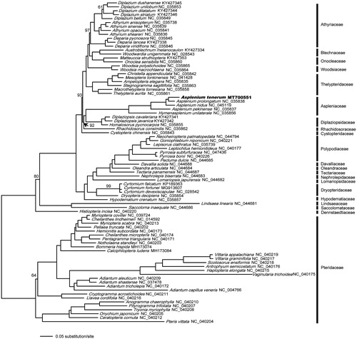 Figure 1. The phylogenetic relationship of A. tenerum and 81 Polypodiales species, with the family Pteridaceae rooted as the outgroup. The numbers above the branches are bootstrap support values, all branches maximally supported unless otherwise marked. The newly sequenced A. tenerum is in bold.