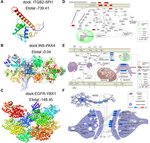 Figure 7 Potential transcription factor-target gene interactions in AD and vascular dementia. (A) Docking of ITGB2 and the transcription factor SPI1. (B) Docking of EGFR and the transcription factor YBX1. (C) Docking of INS and the transcription factor PAX4. (D–F) Potential regulation of genes in the (D) brown, (E) blue or (F) turquoise modules. Up-regulated genes are red; down-regulated genes, blue.